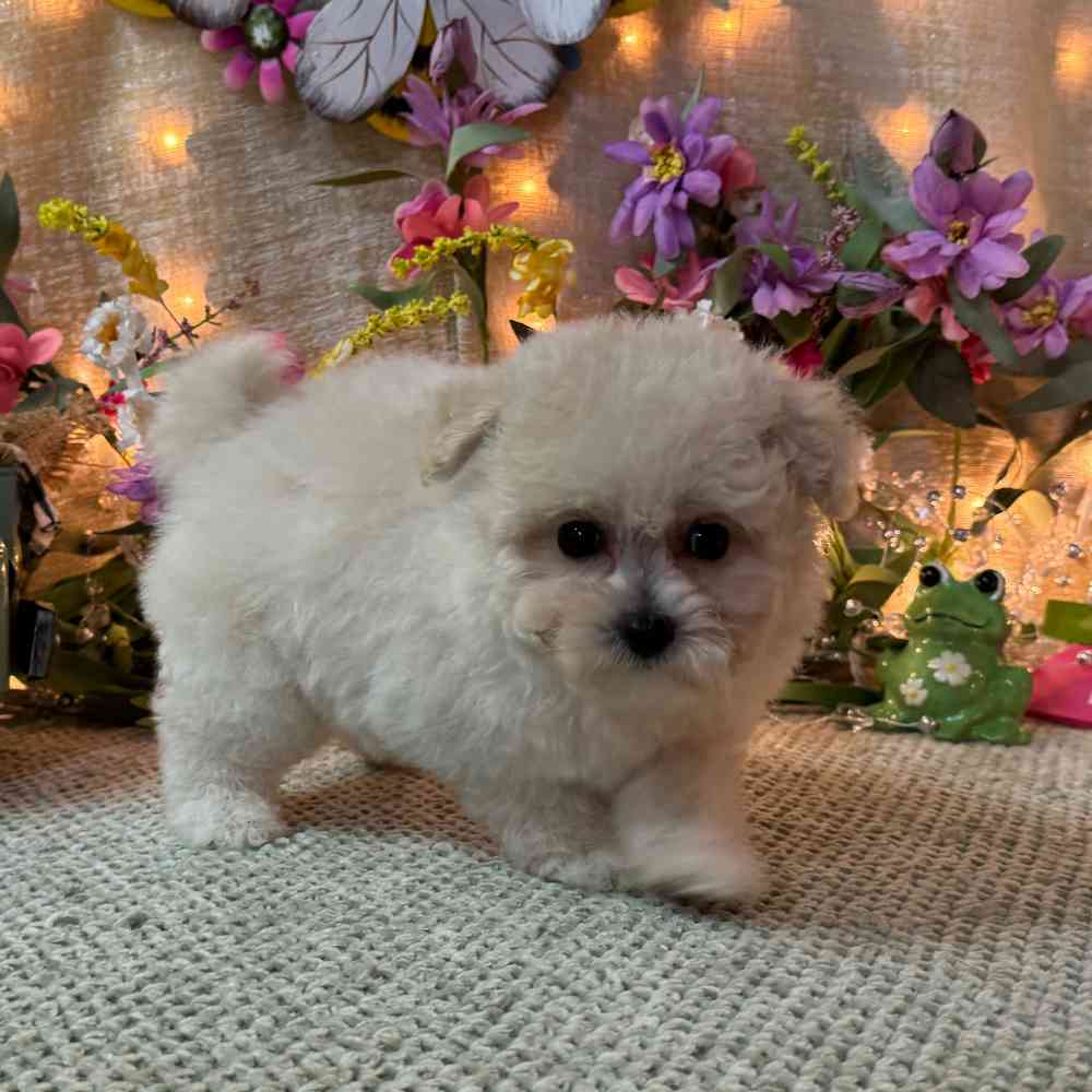 carousel pet images