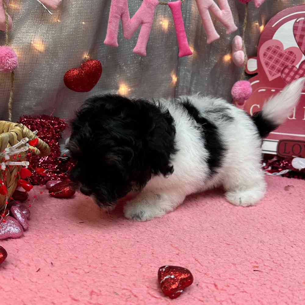 carousel pet images