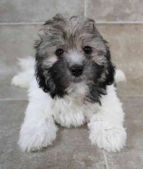 Havanese