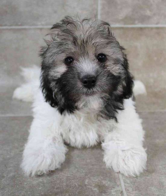 Havanese
