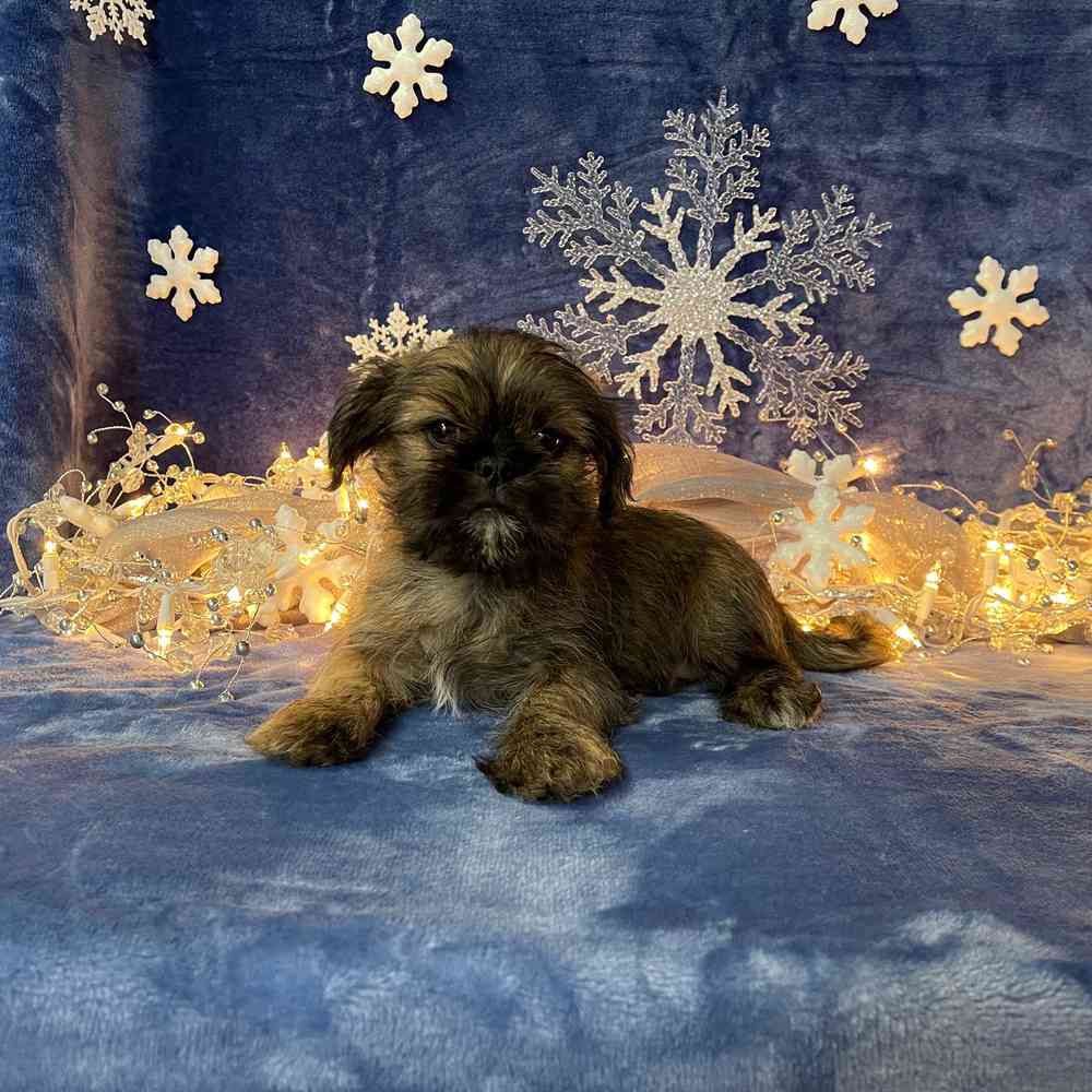 carousel pet images