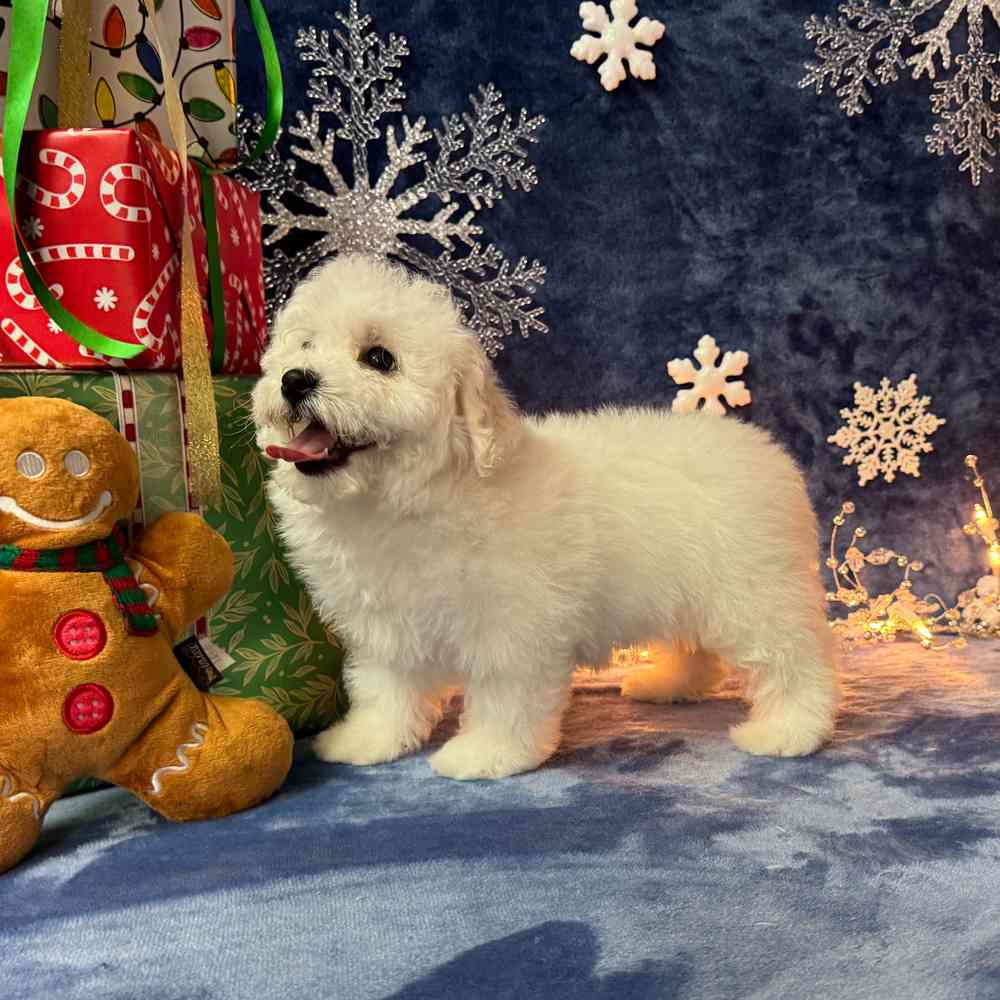 carousel pet images