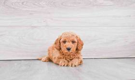 Mini Goldendoodle
