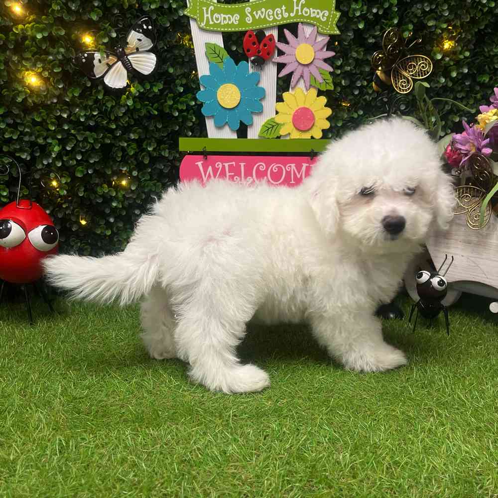 carousel pet images