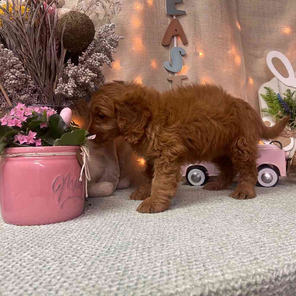carousel pet images