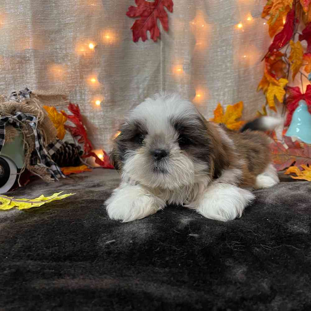 carousel pet images