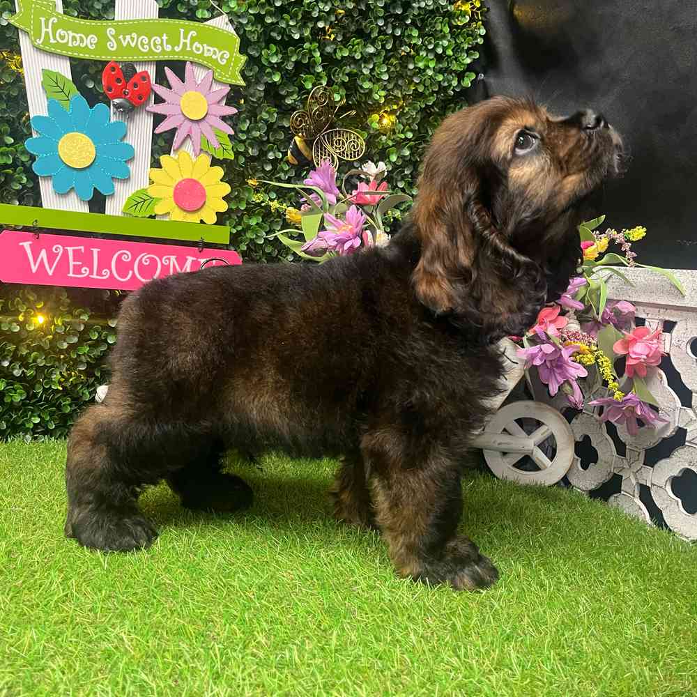 carousel pet images