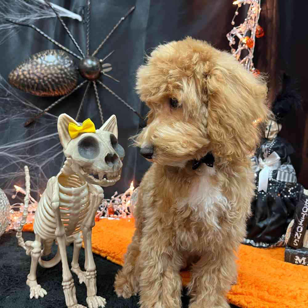 carousel pet images