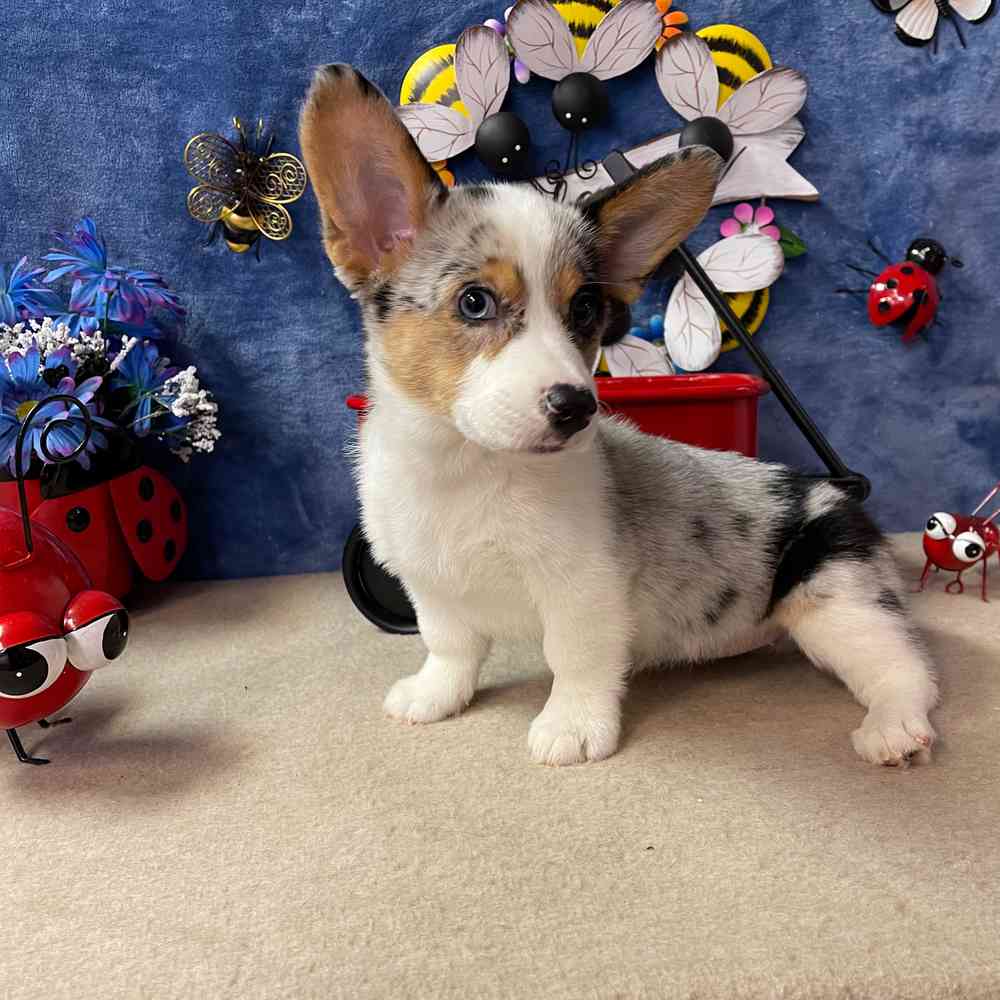 carousel pet images