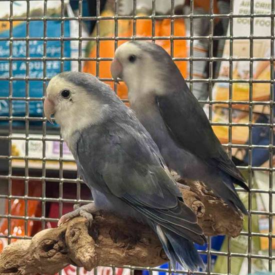 Lovebird