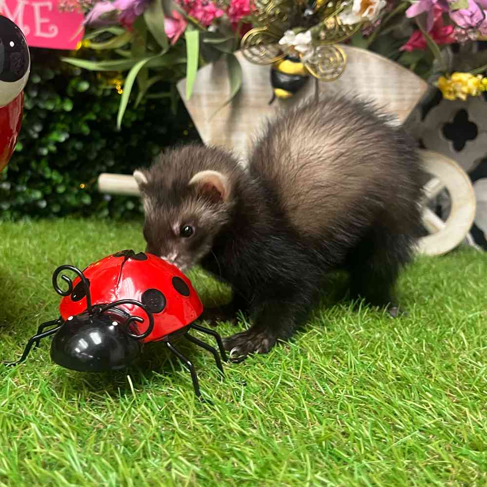 carousel pet images