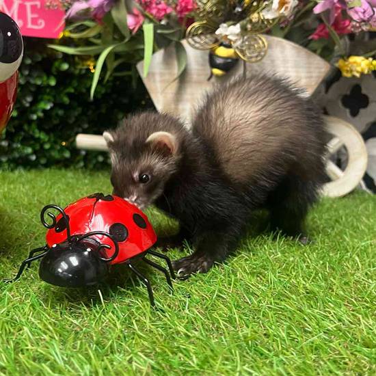 Ferret