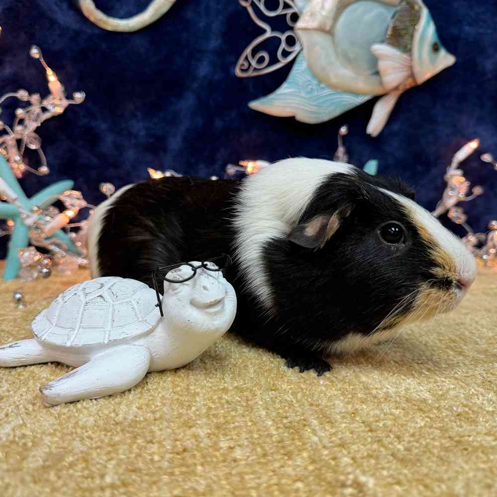 carousel pet images