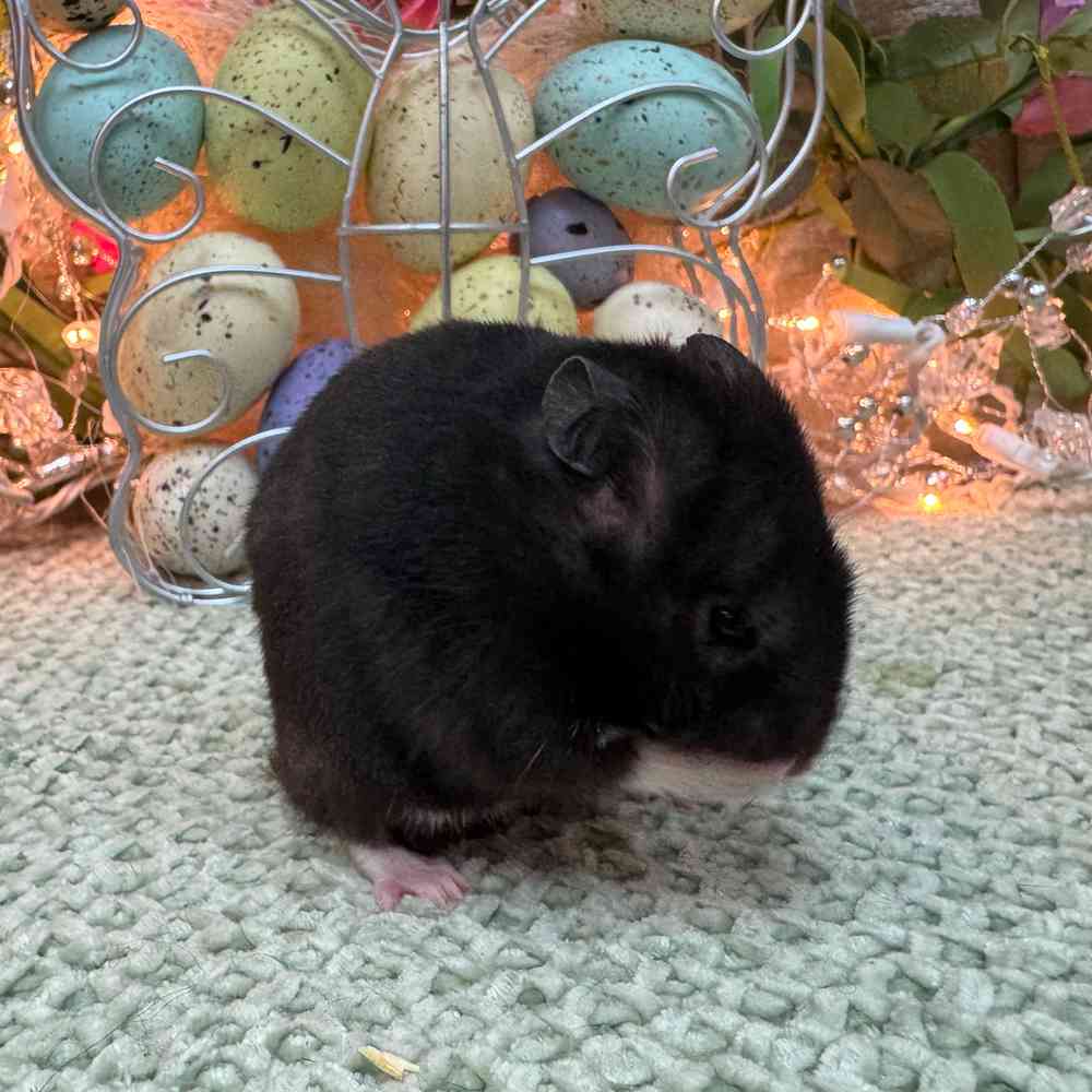 carousel pet images