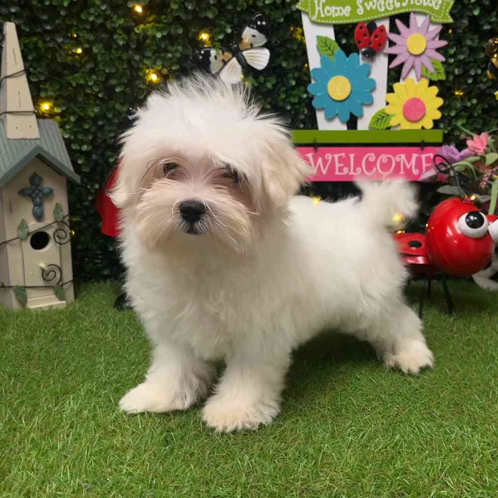 carousel pet images