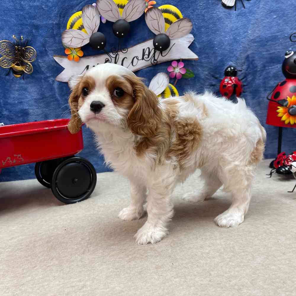 carousel pet images
