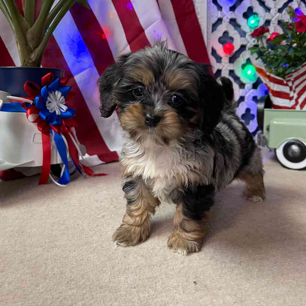 carousel pet images