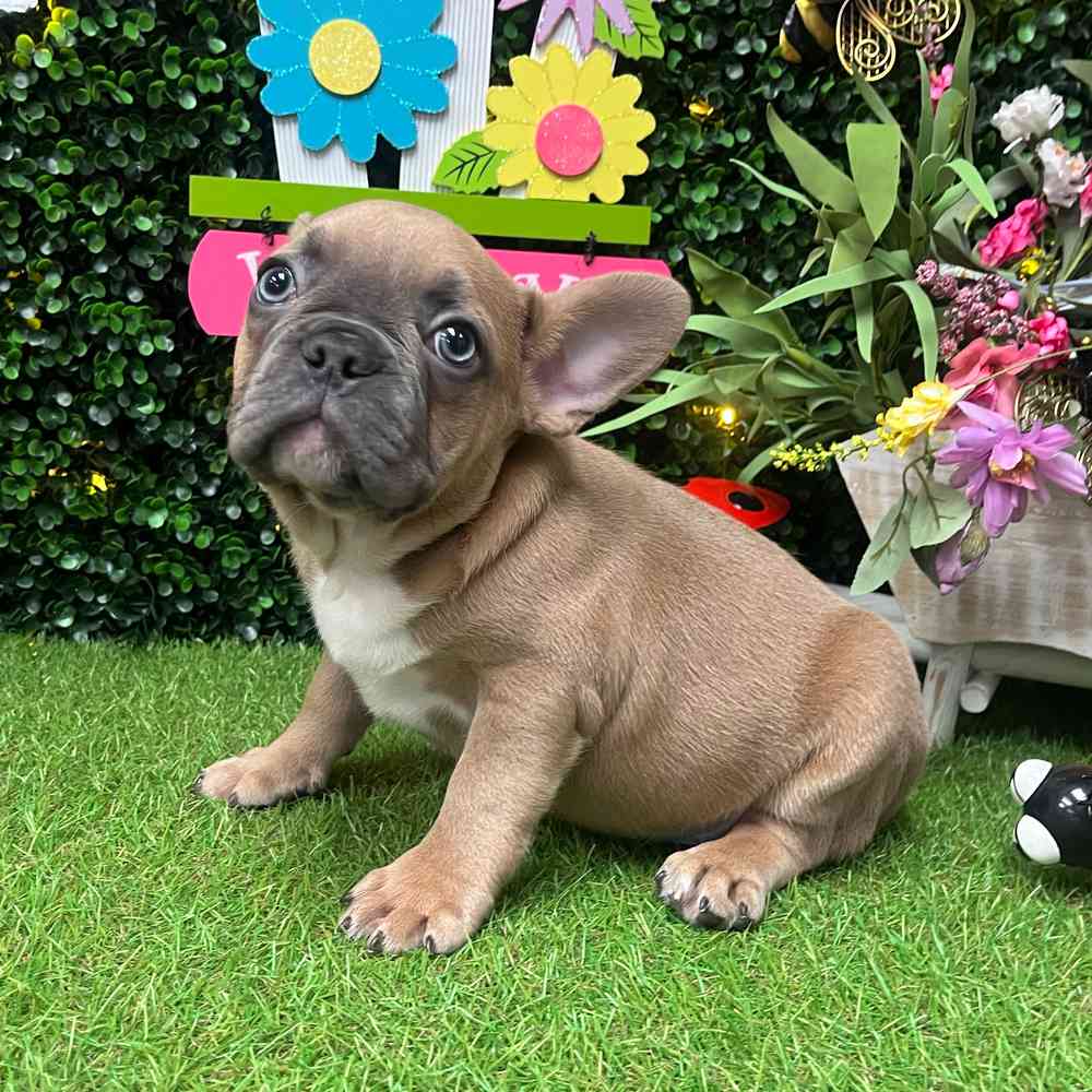 carousel pet images