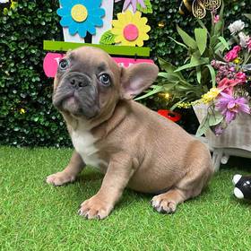 French Bulldog