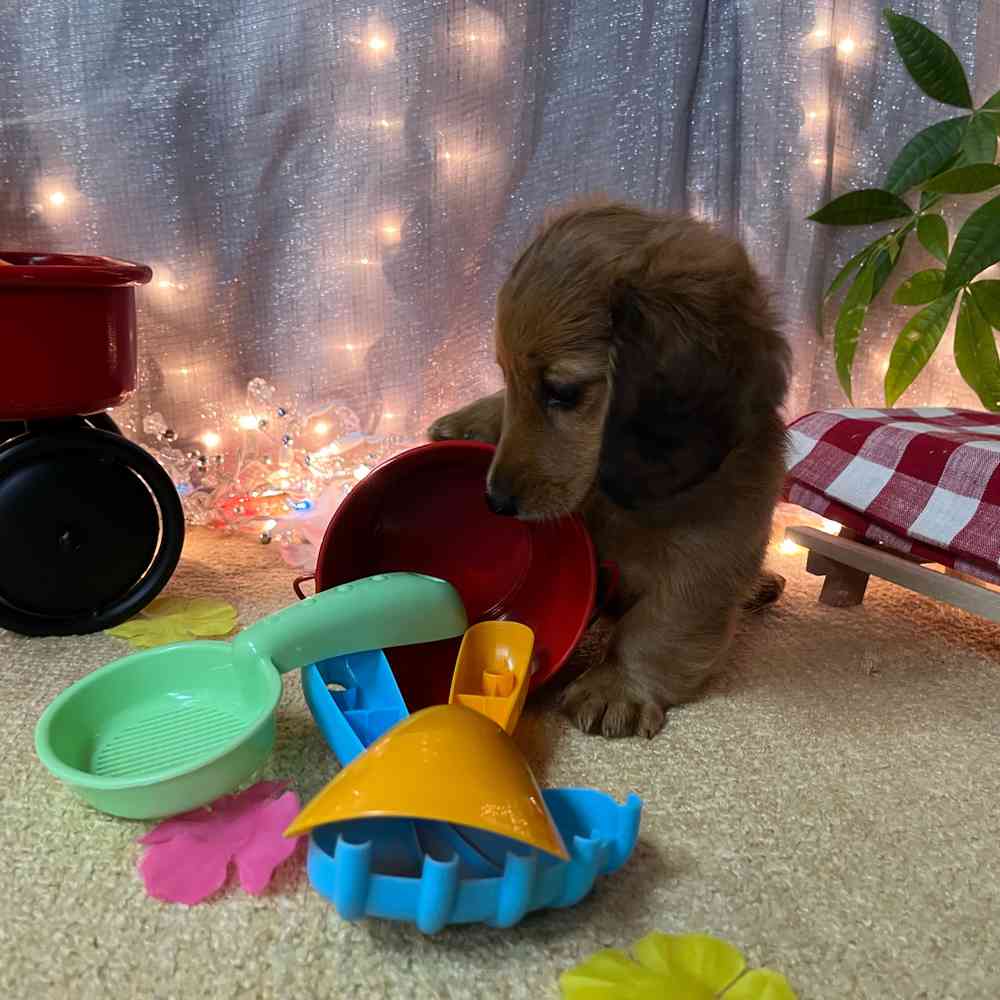 carousel pet images