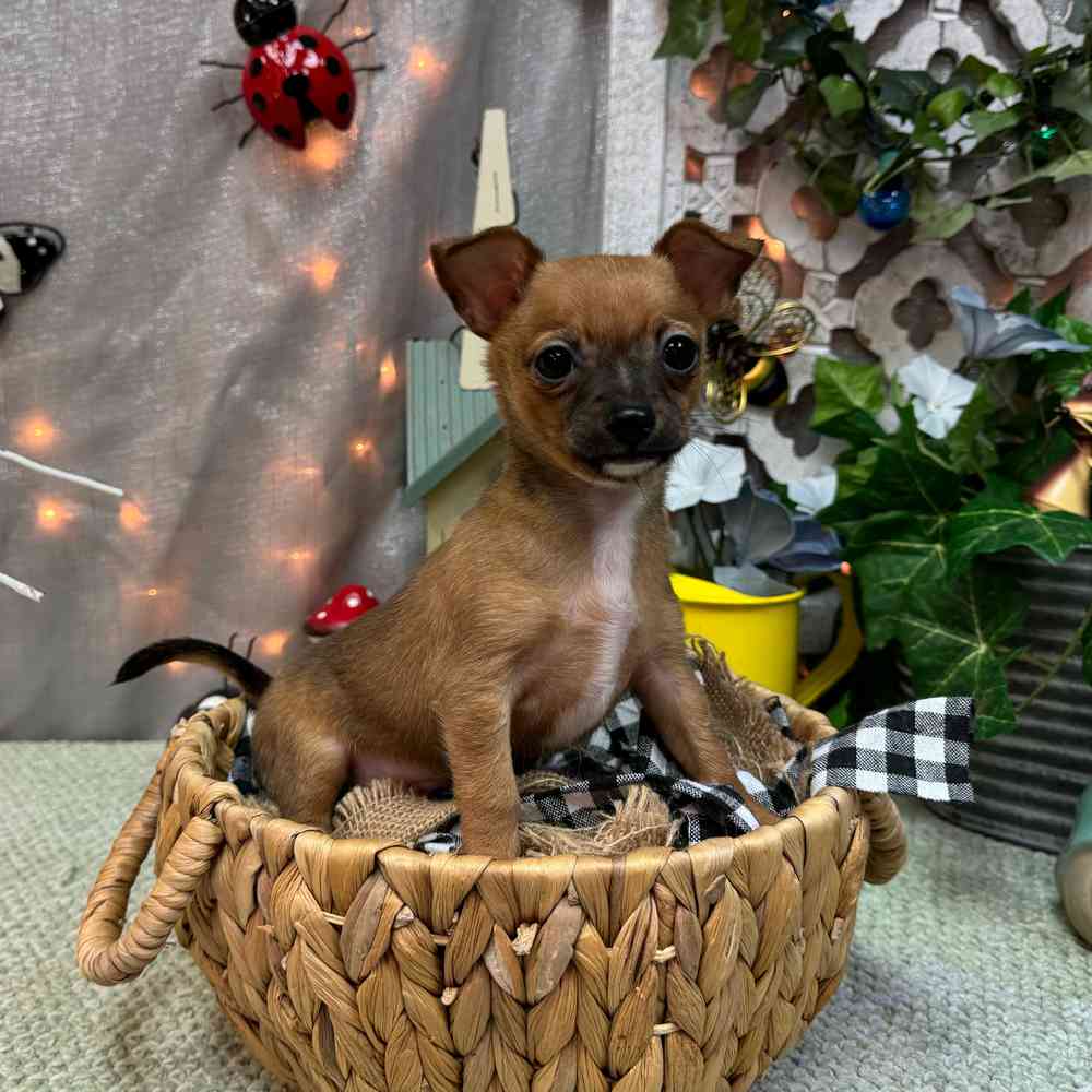 carousel pet images