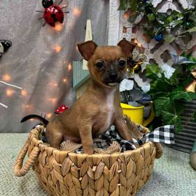 Chihuahua