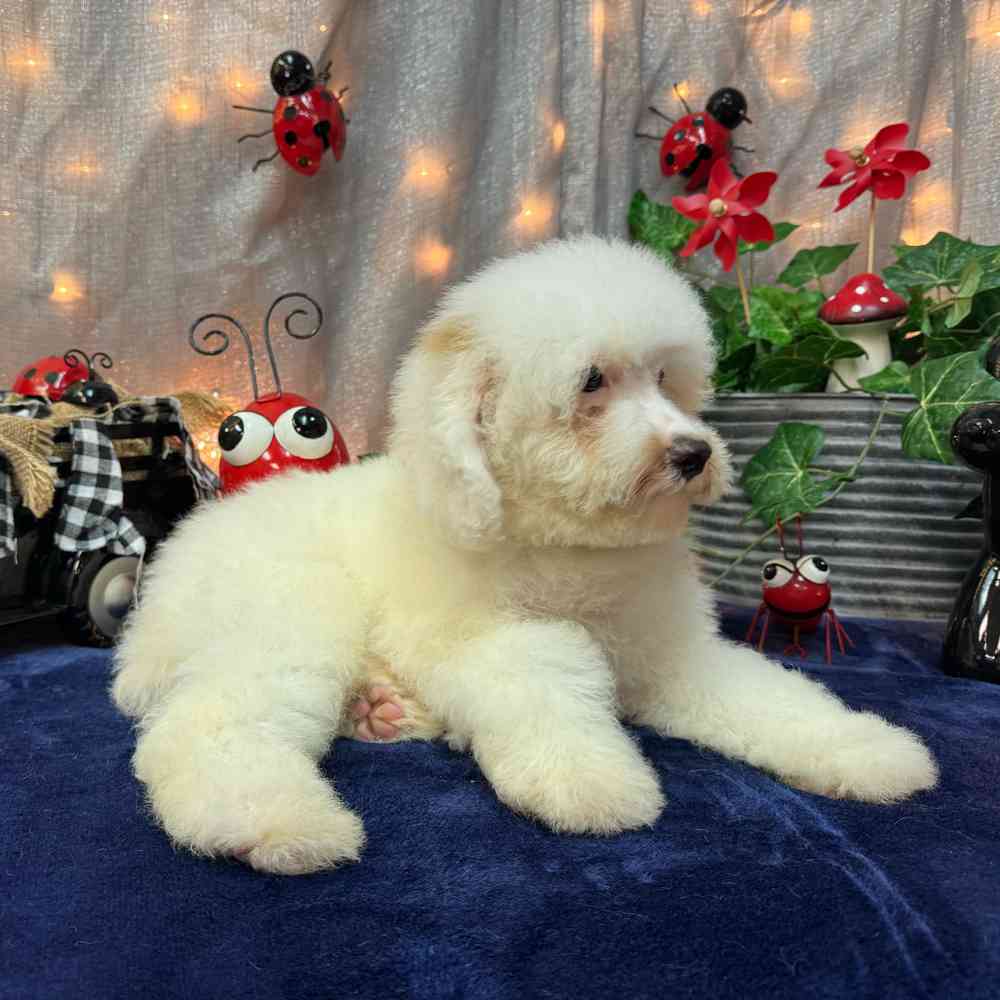 Image of a pet breed in the gallery