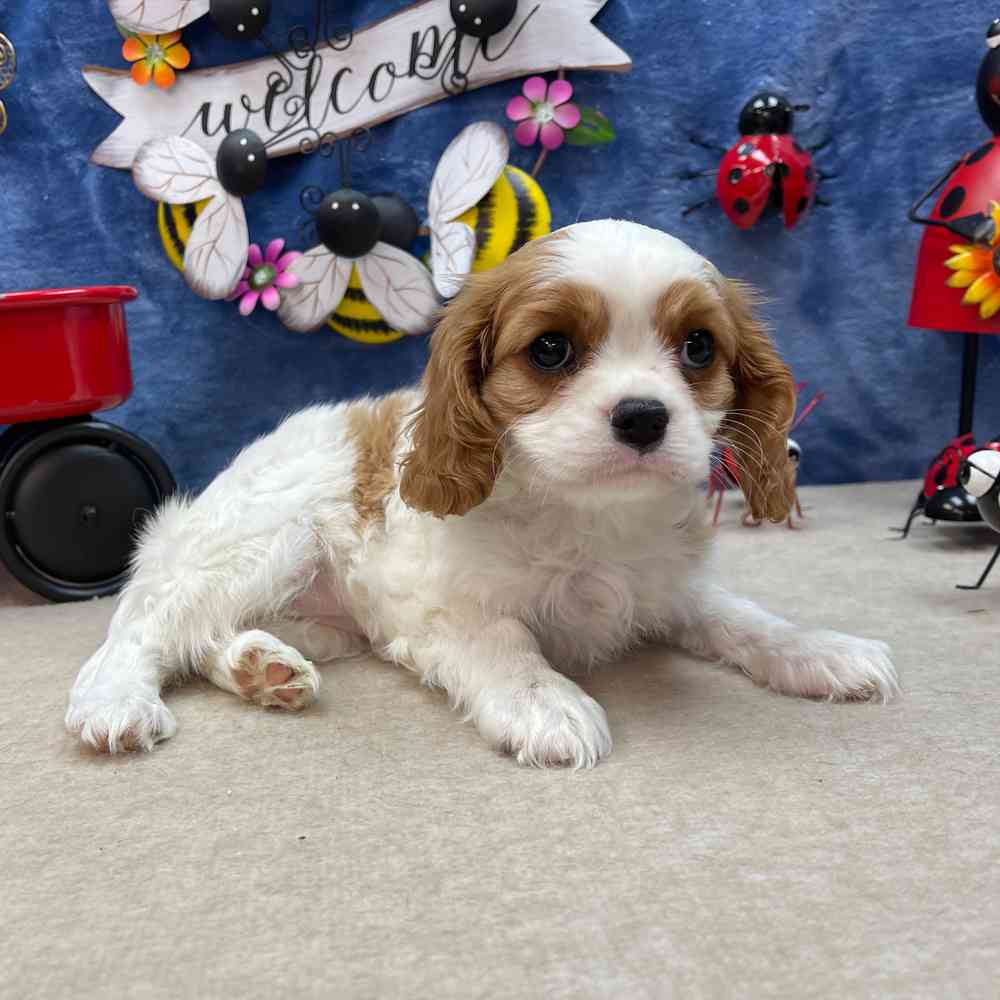 carousel pet images