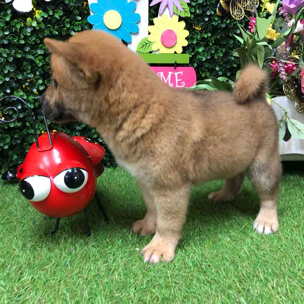 carousel pet images