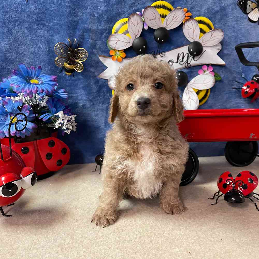 carousel pet images