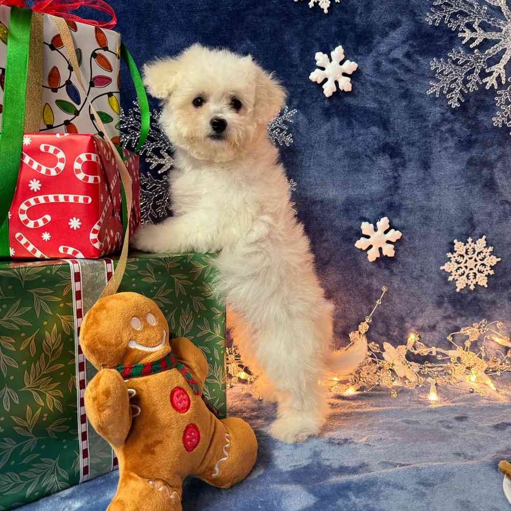 carousel pet images