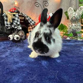 Dwarf Rabbit