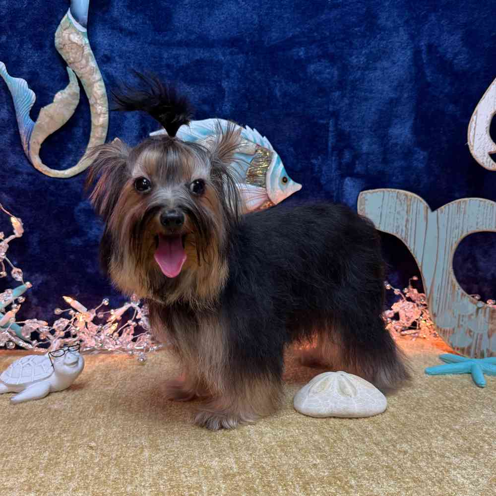 carousel pet images