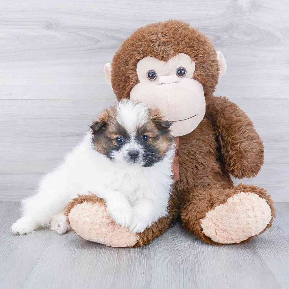 carousel pet images