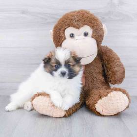 Pomeranian