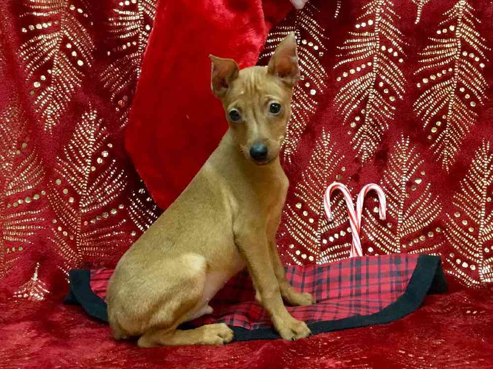 carousel pet images