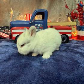 Holland Lop Mini Rex Mix