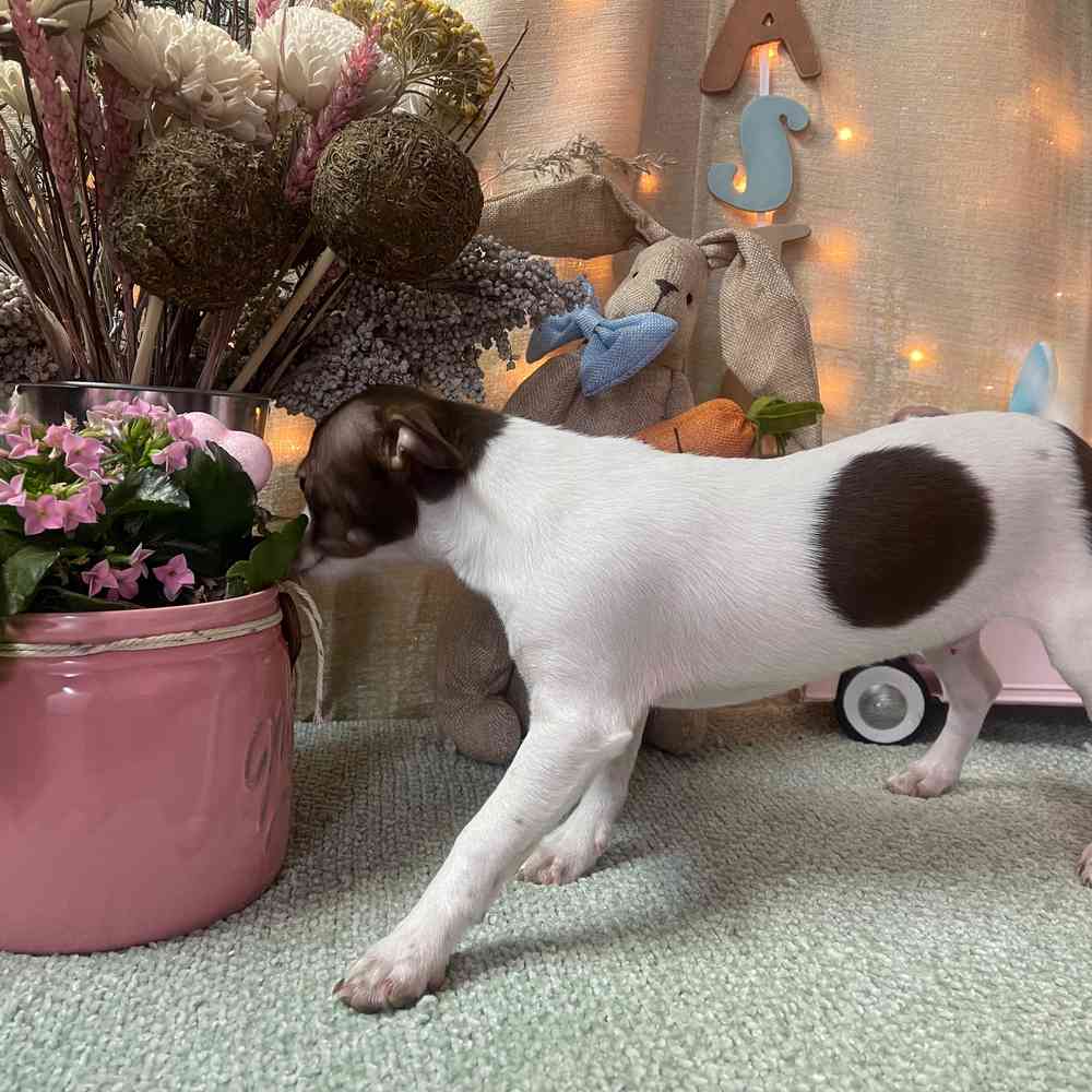 carousel pet images