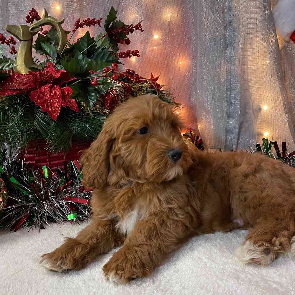 carousel pet images