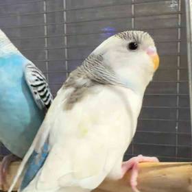 Parakeet