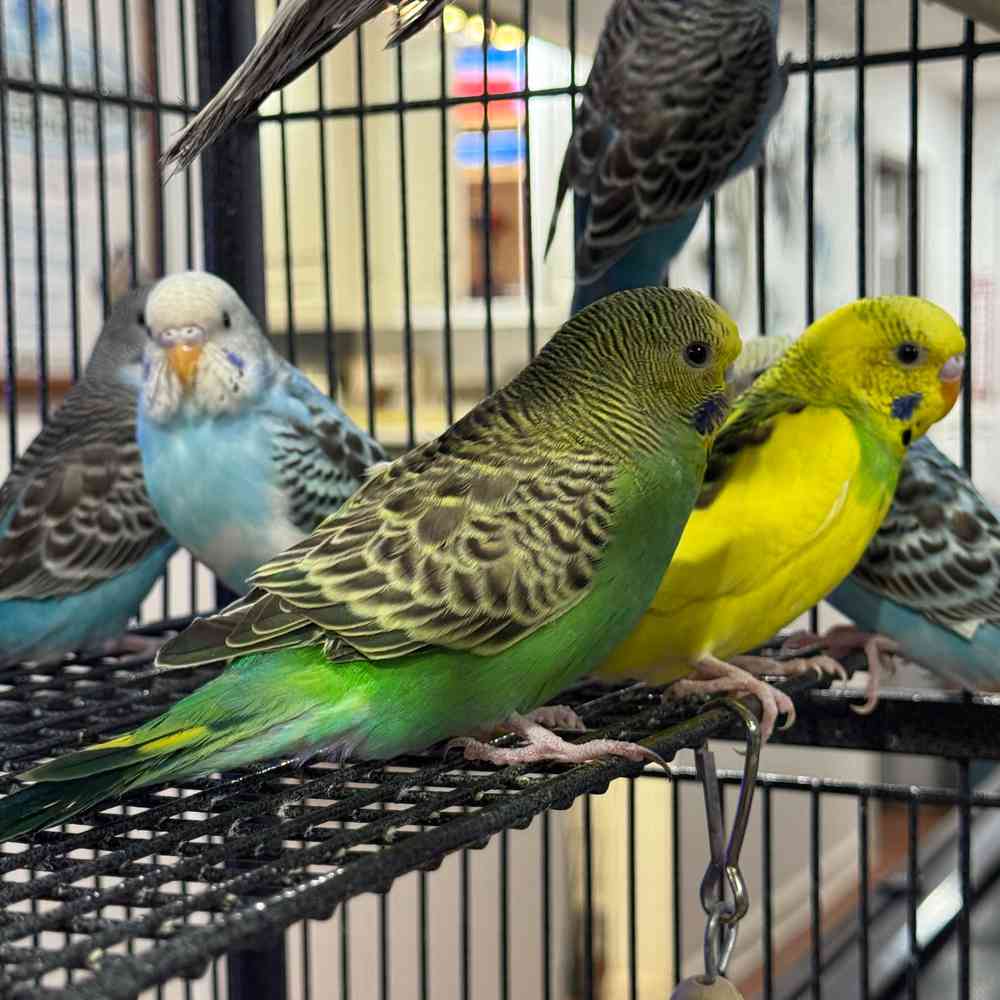 carousel pet images