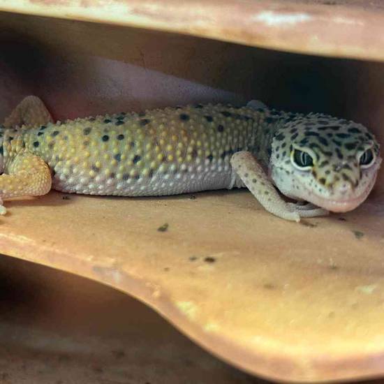 Leopard Gecko