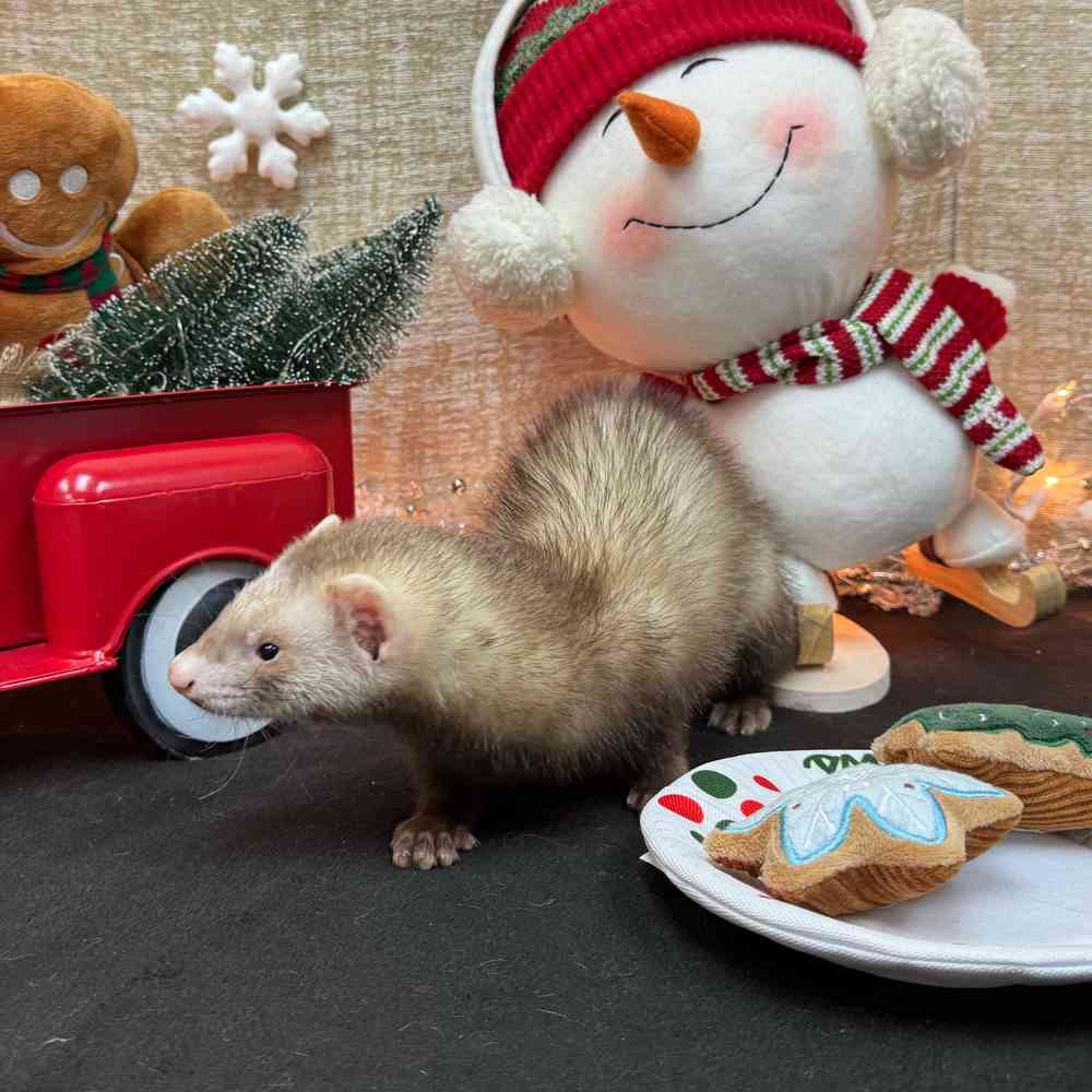 carousel pet images