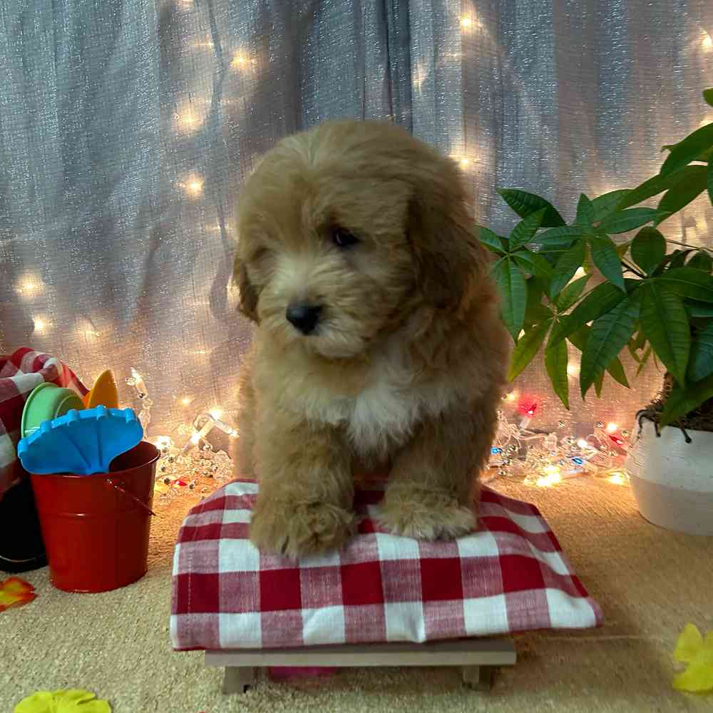 carousel pet images