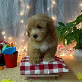 Maltipoo