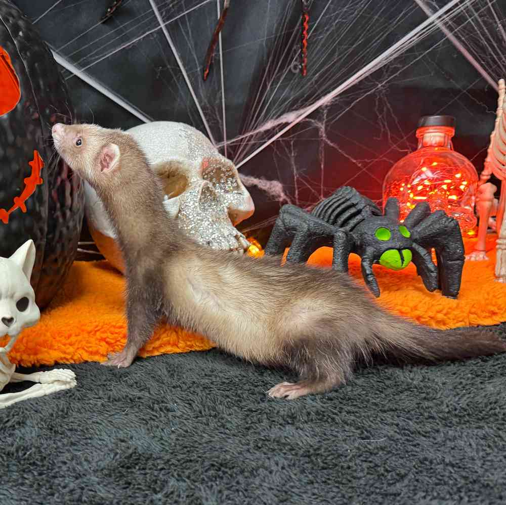 carousel pet images