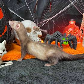 Ferret