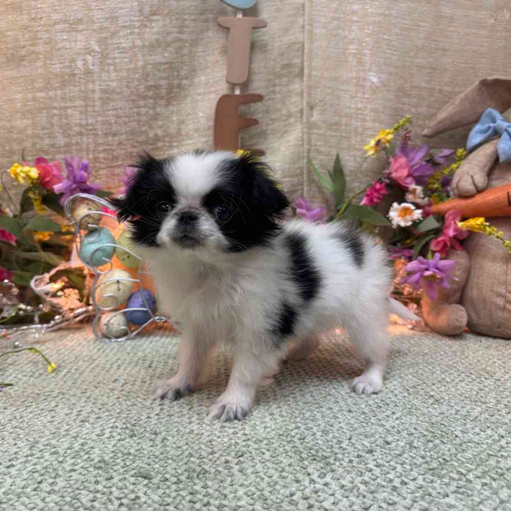 Image of a pet breed in the gallery