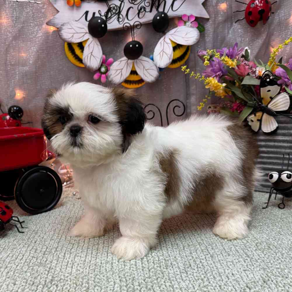 Image of a pet breed in the gallery