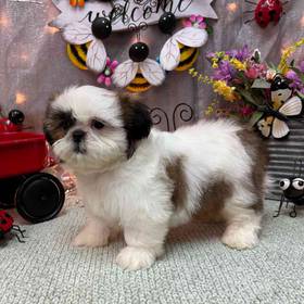 Shih Tzu